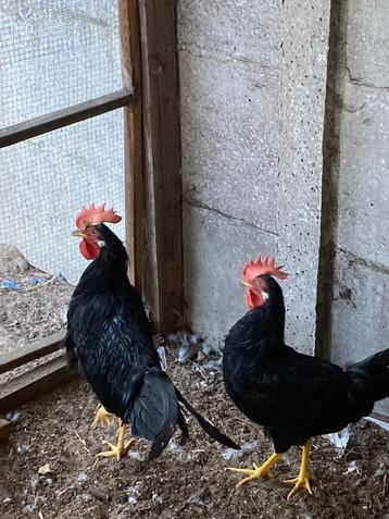 Leghorn beschikbaar voor biedingen
