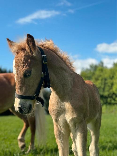 Haflinger hengsten te koop!, Dieren en Toebehoren, Paarden, Hengst, M
