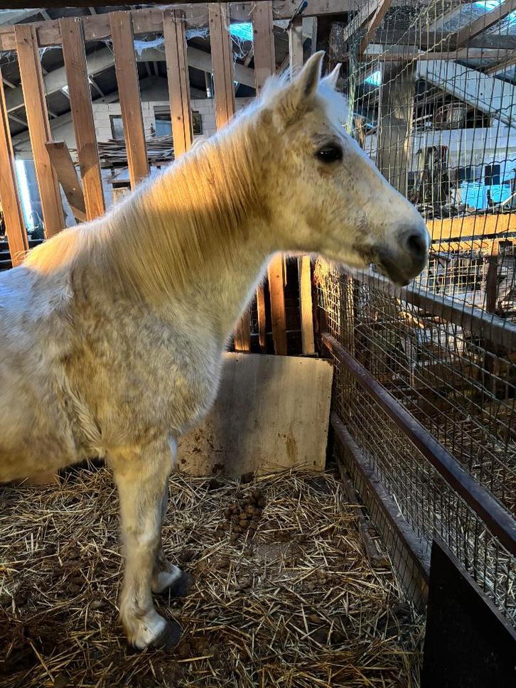 Cheval à vendre, Animaux & Accessoires, Chevaux, Jument, B, Moins de 160 cm, 11 ans ou plus, Cheval de récréation, Avec puce électronique