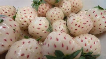 Aardbei planten 'Pineberry White Dream' en 'Bubbleberry' beschikbaar voor biedingen