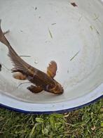 Japanse koi Butterfly / vlinder chagoi, Dieren en Toebehoren, Vissen | Vijvervissen
