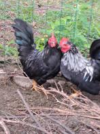Chabo haantjes, Dieren en Toebehoren, Mannelijk, Kip