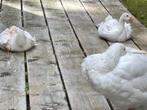 Jonge witte gans / ganzen te koop, Geslacht onbekend, Gans of Zwaan