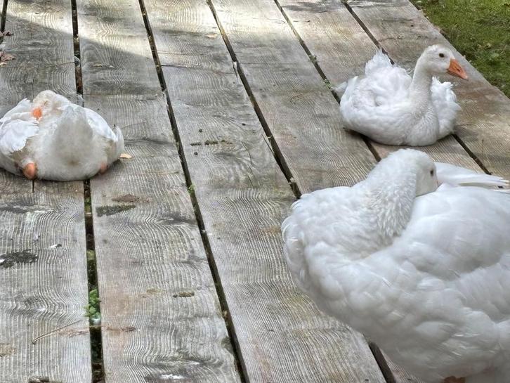 Jonge witte gans / ganzen te koop, Dieren en Toebehoren, Pluimvee, Gans of Zwaan, Geslacht onbekend