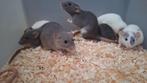 Jonge dumbo ratjes, handtam, Juni, Rat