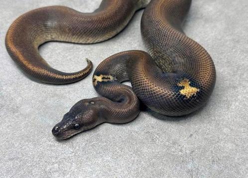 1.0 Suma HRA Paradox, Dieren en Toebehoren, Reptielen en Amfibieën, Slang, 0 tot 2 jaar, Tam