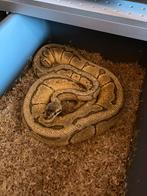 Ball python/Regius Enchi lemonblast yb vrouw 1350g, Dieren en Toebehoren, Reptielen en Amfibieën