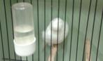 Gezocht witte gloster gekuifd, Dieren en Toebehoren, Vogels | Kanaries, Geslacht onbekend, Postuurkanarie