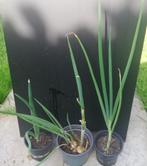 Orignon Rocambolles verhandelen of verkopen, Ophalen, Zomer, Vaste plant, Groenteplanten