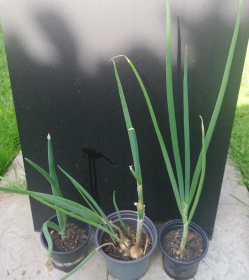 Orignon Rocambolles verhandelen of verkopen, Tuin en Terras, Planten | Tuinplanten, Vaste plant, Groenteplanten, Zomer, Ophalen