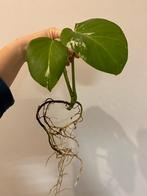Monstera Deliciosa Albo Variegata #2, Huis en Inrichting, Kamerplanten, Ophalen of Verzenden