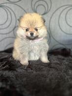 Pomeriaan pups dwergkees, België, Fokker | Hobbymatig, Keeshond, 8 tot 15 weken