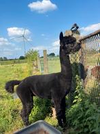 Alpaca hengst, Dieren en Toebehoren, Hengst