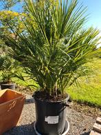 Europese dwergpalm - Chamaerops Humilis, Ophalen
