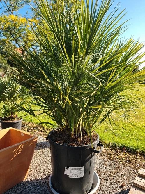Europese dwergpalm - Chamaerops Humilis, Tuin en Terras, Planten | Tuinplanten, Ophalen