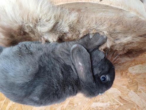 Blauwe minilop voedster, Dieren en Toebehoren, Konijnen, Dwerg, Vrouwelijk, 0 tot 2 jaar, Hangoor