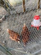 moestuin, Ophalen, Zo goed als nieuw