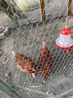 moestuin, Hobby & Loisirs créatifs, Hobby & Loisirs Autre, Comme neuf, Enlèvement