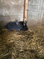 Vleeskonijnen te koop., Dieren en Toebehoren, Konijnen, Vrouwelijk, Groot, 0 tot 2 jaar