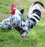 Broedeieren bonte leghorn, Dieren en Toebehoren, Pluimvee