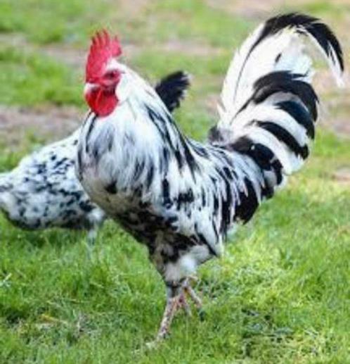 Broedeieren bonte leghorn, Dieren en Toebehoren, Pluimvee