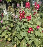 Stokroos ( alcea rosea), Enlèvement