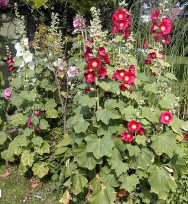 Stokroos ( alcea rosea)zaadjes, Tuin en Terras, Planten | Tuinplanten, Ophalen