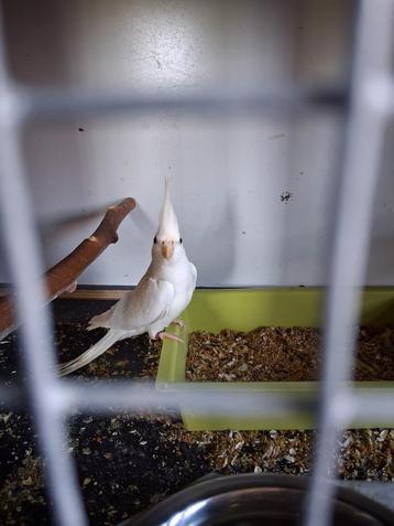 Albino valkparkiet pop geringd 2024 met dna  beschikbaar voor biedingen