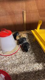 .kuikens te koop 10euro per stuk, Dieren en Toebehoren, Pluimvee, Geslacht onbekend, Kip