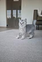 Britse korthaar kittens, Dieren en Toebehoren, Katten en Kittens | Raskatten | Korthaar, Meerdere dieren, Gechipt, 0 tot 2 jaar
