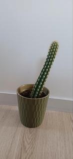 Cactus, Ophalen, Cactus