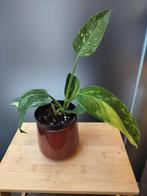 Philodendron jose buono variegata, Huis en Inrichting, Ophalen of Verzenden