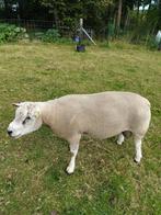 Dekram te koop, Dieren en Toebehoren, Maart, Mannelijk