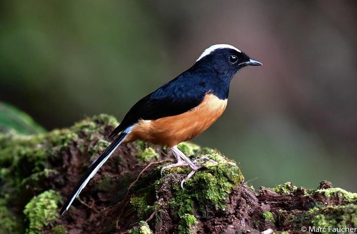 Witkruin Schamalijster pop Copsychus stricklandii gezocht, Dieren en Toebehoren, Vogels | Overige Vogels