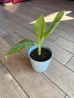Aglaonema kamerplant, Huis en Inrichting, Kamerplanten, Ophalen