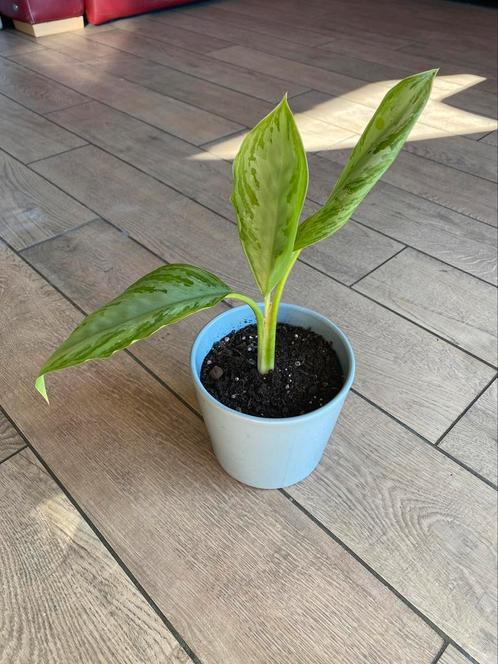 Aglaonema kamerplant, Huis en Inrichting, Kamerplanten, Ophalen