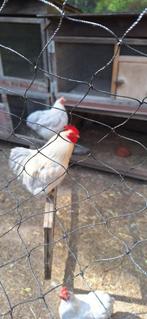 broedeieren cochin krielen, Dieren en Toebehoren