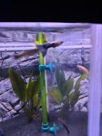 Neon bleu guppy's beschikbaar, Dieren en Toebehoren