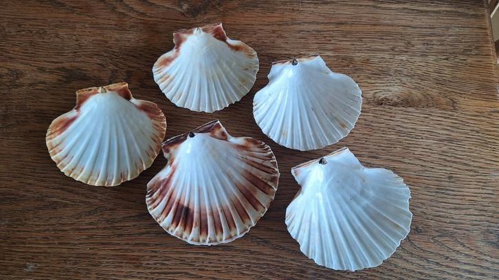 Sint-Jakobsschelpen, Huis en Inrichting, Keuken | Servies, Gebruikt, Ophalen of Verzenden