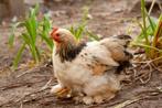 Tamme Cochin haantjes, Dieren en Toebehoren, Pluimvee, Mannelijk, Kip