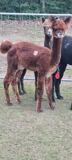 Alpaca merrie met stamboom, Dieren en Toebehoren