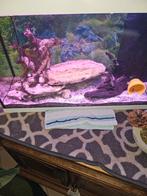 Aquarium juwel 70l.,kleur wit, Dieren en Toebehoren, Reptielen en Amfibieën