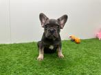 Franse Buldog pups, België, 8 tot 15 weken, CDV (hondenziekte), Bulldog
