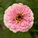 zinnia miss Wilmott zaden 200 stuks, Graine, Plein soleil, Printemps, Enlèvement ou Envoi