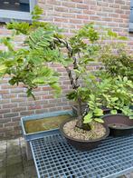 Wisteria bonsai, Tuin en Terras, Ophalen