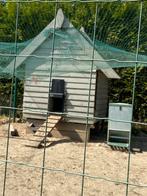Groot kippenhok met 6 cochin hennen en 3 haantjes, Kip