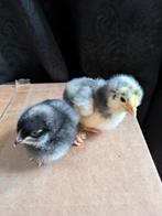 Mechelse hoen kuikens, Dieren en Toebehoren