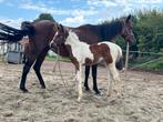 BWP bont merrie veulen, Dieren en Toebehoren, Paarden, Merrie, Gechipt, 0 tot 2 jaar, Onbeleerd
