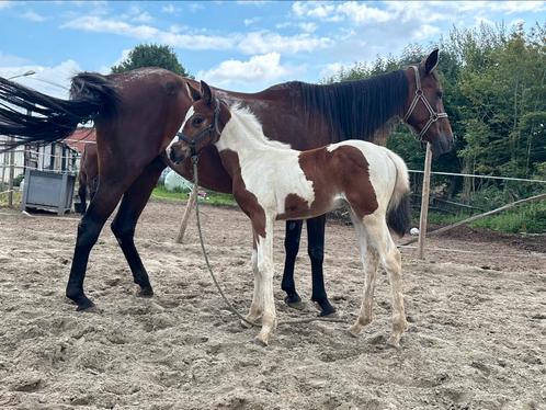 BWP bont merrie veulen, Dieren en Toebehoren, Paarden, Merrie, Onbeleerd, 165 tot 170 cm, 0 tot 2 jaar, Recreatiepaard, Met stamboom