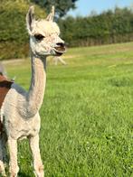 Uniek bonte alpaca merrie met bayblack hengstveulen, Dieren en Toebehoren, Overige Dieren, Oktober, Meerdere dieren
